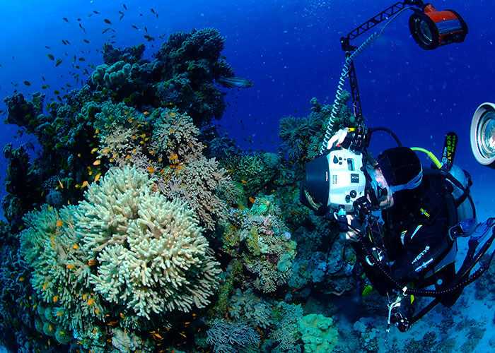 Mer Rouge : les plongeurs de retour en Egypte - C6Bo Voyage blog plongée