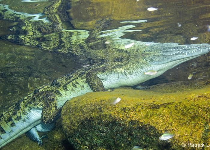 Crocodilus niloticus, 180cm - C6Bo Voyage blog plongée
