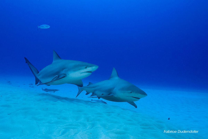 Requins-bouledogues | © Fabrice Dudenhofer