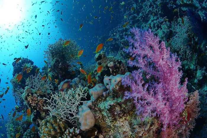 Récif de corail | © Gilles DiRaimondo