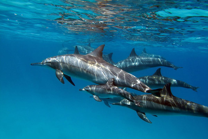 Banc de dauphins | © Seafari