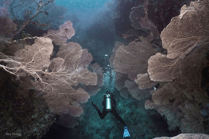 Champ de gorgones géantes | © Tery Diving