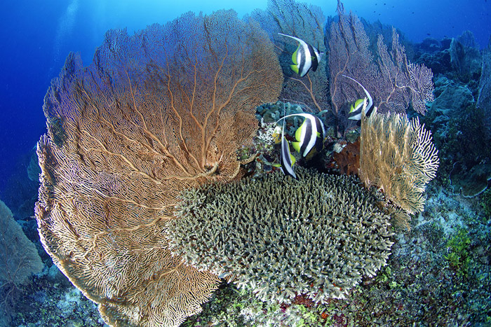 Récif corallien | © Scuba Nosy Be