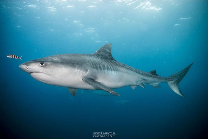 Requin-tigre | © Brett Louw