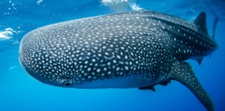 Requin-baleine - 10 lieux où plonger avec le requin-baleine - C6Bo Voyages, blog plongée