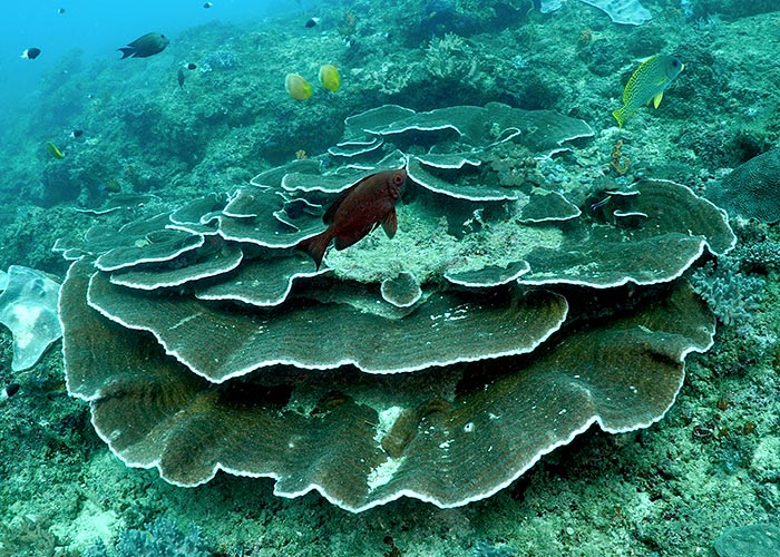 Platier corallien - C6Bo Voyage Blog Plongée - Watamu, paradis en bord de mer