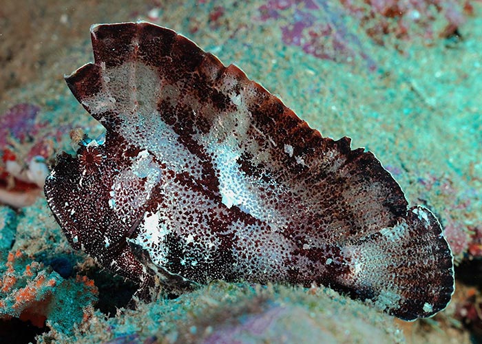 Poisson-scorpion feuille - C6Bo Voyage Blog Plongée - Watamu, paradis en bord de mer