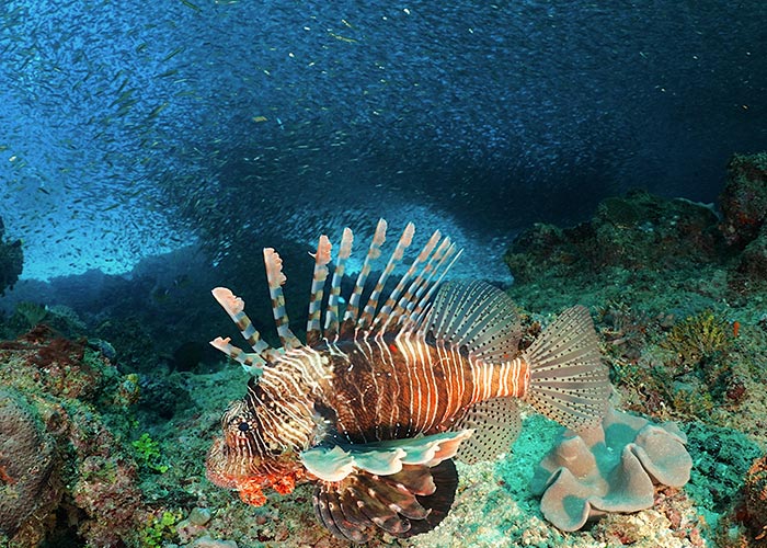 Rascasse-volante sur récif corallien - C6Bo Voyage Blog Plongée - Watamu, paradis en bord de mer