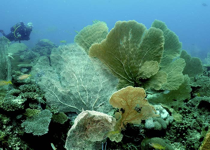 Récifs et gorgones de Sakatia - C6Bo Voyage Blog Plongée - Madagascar : Nosy Be et ses îles