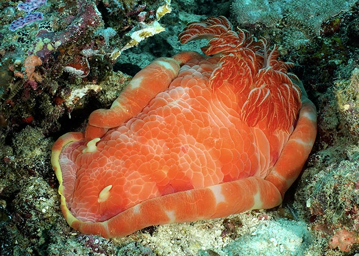 Nudibranche géant - C6Bo Voyage Blog Plongée - Madagascar : Nosy Be et ses îles