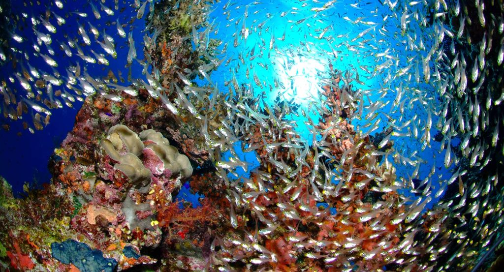 Mer Rouge : les plongeurs de retour en Egypte - C6Bo Voyage blog plongée