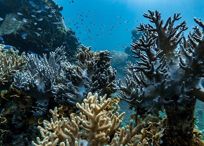 5 raisons d'aller plonger Micronésie C6Bo Voyage blog plongée