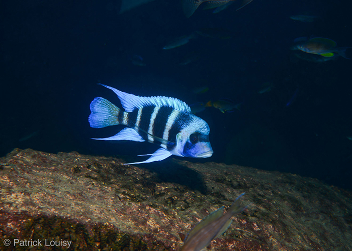 Une aventure unique : les poissons du lac Tanganyika ! - C6Bo Voyage blog plongée