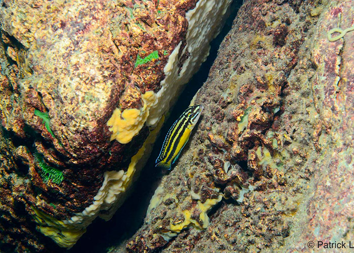 Julidochromis marksmithi - C6Bo Voyage blog plongée