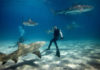 Interagir avec les requins - C6Bo Voyages, blog plongée