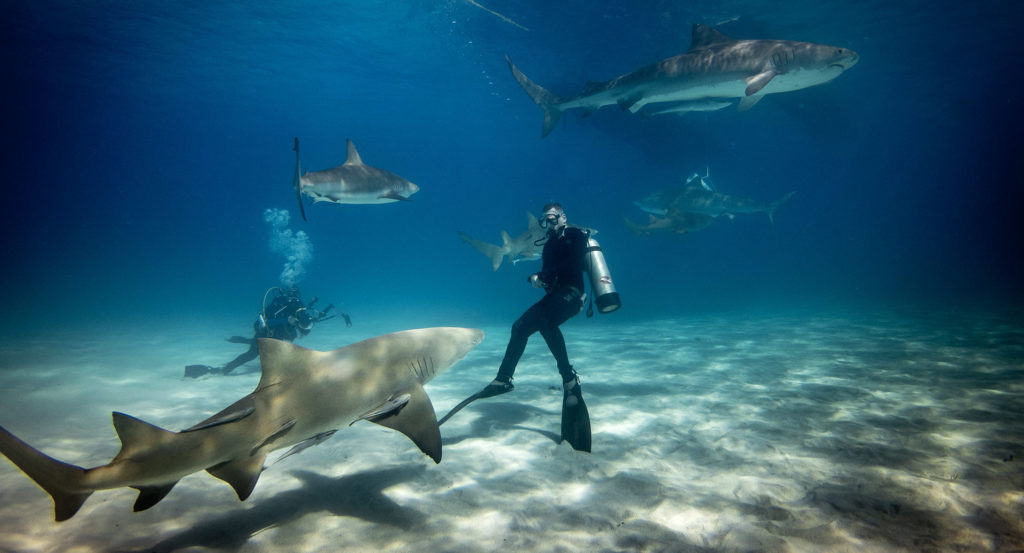 Interagir avec les requins - C6Bo Voyages, blog plongée