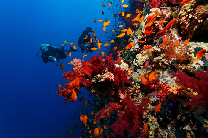 Récif et coraux mous | © U.Kefrig