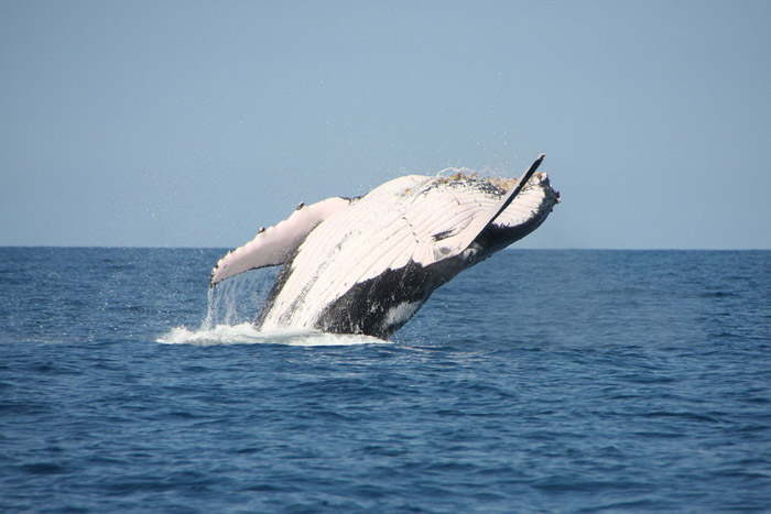 Frappé de rostre de baleine | © Scuba Nosy Be
