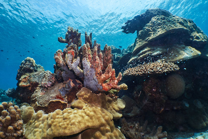 Récif corallien | © Tery Diving