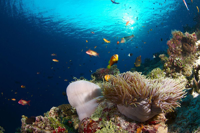 Récif corallien | © Seafari