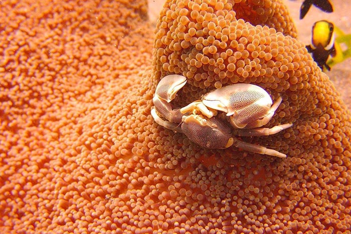 Crabe porcelaine | © Phocéa Bali