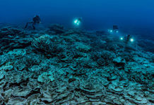 Découverte d'un récif corallien intact dans les profondeurs de Tahiti, photo Alexis Rosenfeld - C6Bo Voyages, blog plongée