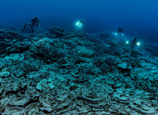 Découverte d'un récif corallien intact dans les profondeurs de Tahiti, photo Alexis Rosenfeld - C6Bo Voyages, blog plongée
