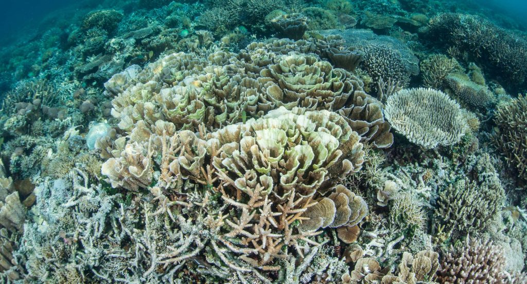 Crèmes solaires : quel impact sur les coraux ? - C6Bo Voyages, blog plongée