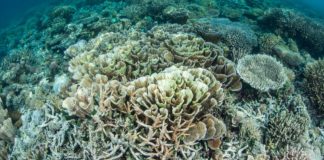 Crèmes solaires : quel impact sur les coraux ? - C6Bo Voyages, blog plongée