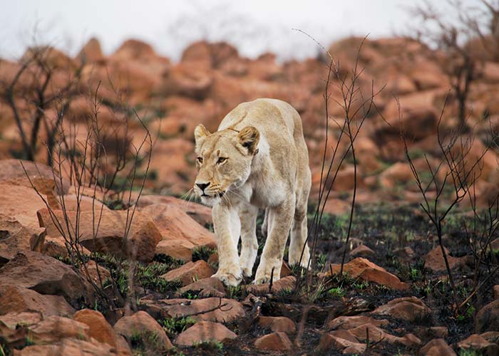 Lionne - Les plus beaux safaris d'Afrique - C6Bo Voyages, blog plongée