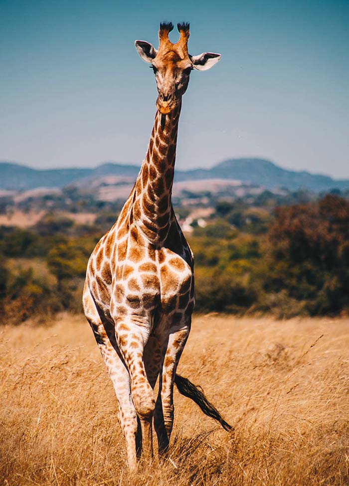 Girafe - Tsavo Est - Les plus beaux safaris d'Afrique - C6Bo Voyages, blog plongée