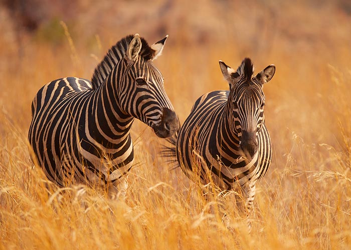 Zèbres - Tanzanie - Les plus beaux safaris d'Afrique - C6Bo Voyages, blog plongée