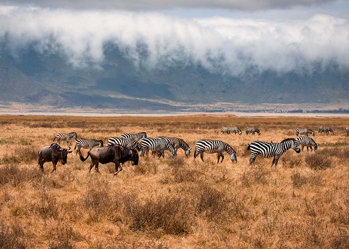 Zèbres et gnous - Tanzanie, cratère de Ngorongoro - Les plus beaux safaris d'Afrique - C6Bo Voyages, blog plongée