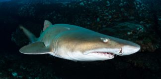 Plongée requins en Afrique du Sud - C6Bo Voyages, blog plongée