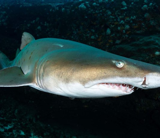 Plongée requins en Afrique du Sud - C6Bo Voyages, blog plongée