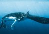 A la rencontre des raies manta géantes de Puerto Lopez - Raie manta - Andre Kaim - C6Bo Voyages, blog plongée