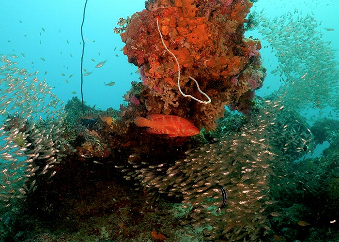 Mérou et poissons de verre - C6Bo Voyage Blog Plongée - Watamu, paradis en bord de mer
