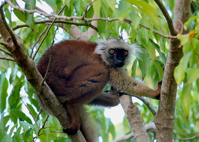Lémurien - C6Bo Voyage Blog Plongée - Madagascar : Nosy Be et ses îles